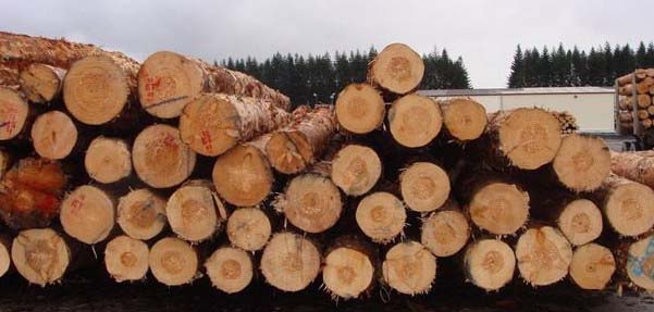 ����˹ľ�Ľ��ڱ���