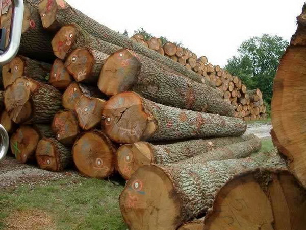 ���޻���ľ���ڱ���